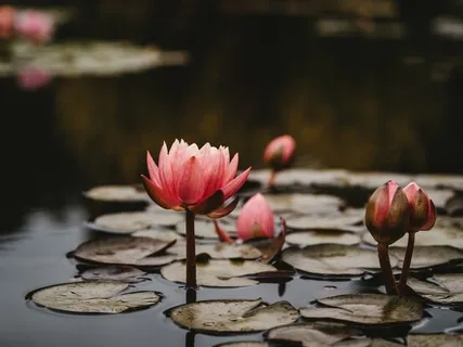 Subliminal Affirmations For Attracting Your Perfect Life With Meditation Music