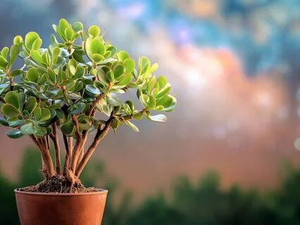 Subliminal Affirmations For Financial Freedom