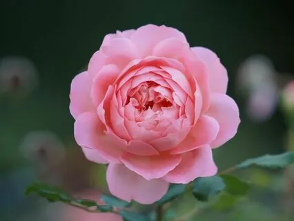 Subliminal Affirmations | I Am Enough