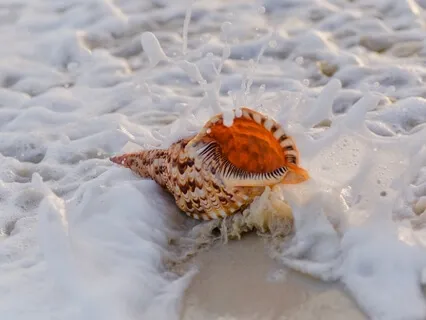 Subliminal: I Am Enough (The One Affirmation)