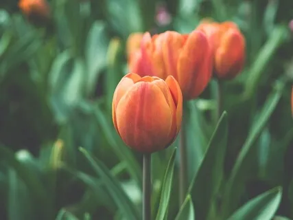 Subtle Body Meditation