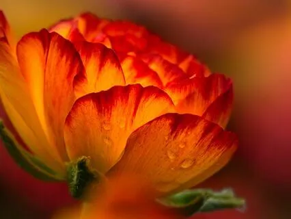 Success Affirmations - No Intro