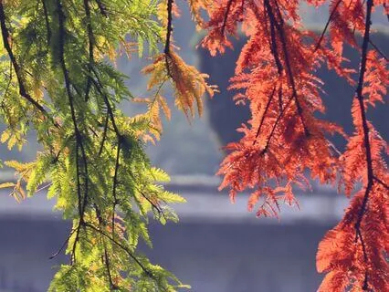 Sufi Zaphir Chime (Long Version)