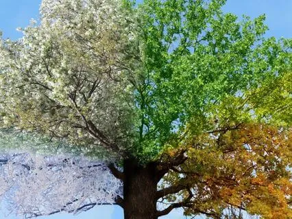 Sufi Zaphir Chime (Short Version)