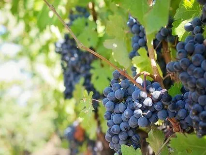 Summer At The Vineyard Ambiance Walking Between Grape Vines