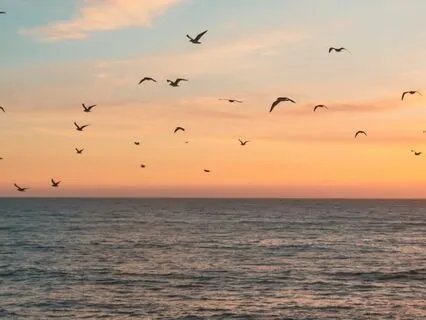 Summer Birdsong And Waves