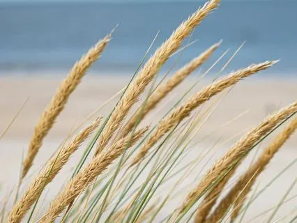 Summer Breeze