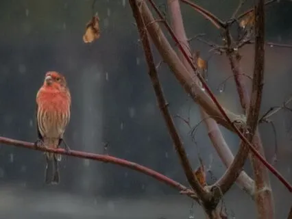 Summer Evening Birdsong And Rain - Longer Version