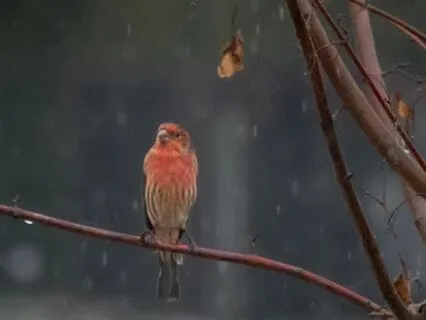 Summer Evening Birdsong And Rain