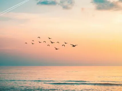 Summer Evening Birdsong And Waves - Longer Version