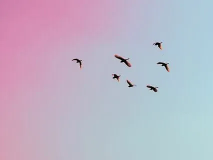 Summer Evening Birdsong - Longer Version