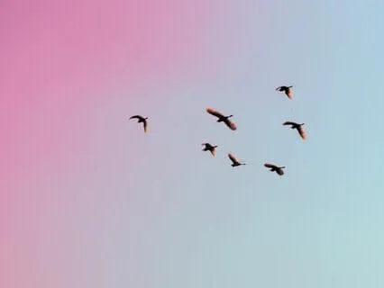 Summer Evening Birdsong - Longest Version