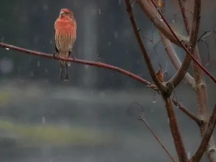 Summer Evening Birdsong With Rain - Longest Version