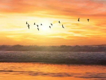 Summer Evening Birdsong With Waves - Longest Version