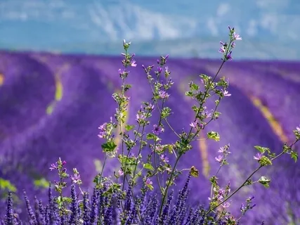 Summer Evening In Southern France