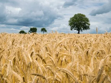 Summer Evening Sound Therapy With Crystal Singing Bowls