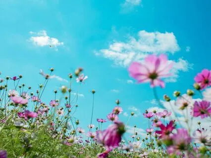 Summer Flourishing (Seasons Series)