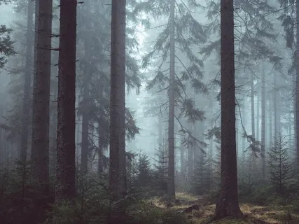 Summer Forest Deep Sleep Relaxation