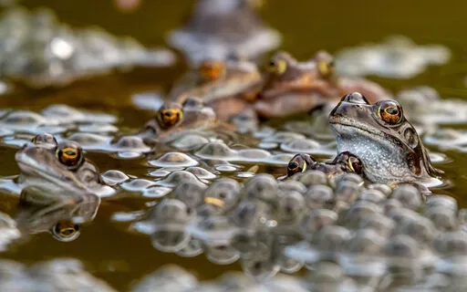 Summer Frog Chorus