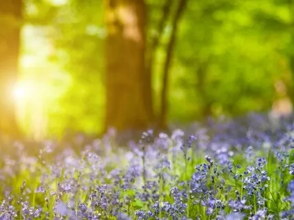 Summer Garden Sounds (30 Minutes) - Sounds For Calm, Peace, Solitude, Relaxation, & Grounding