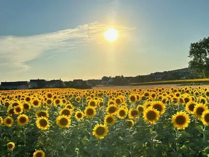 Summer Journey To Sleep