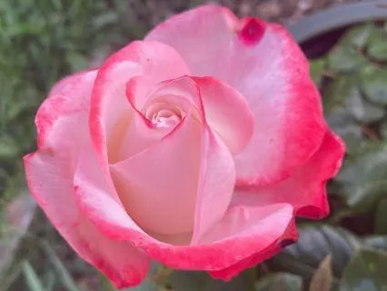 Summer Joy (Sweet Embodiment: Live, Breathe, Be Here Now)