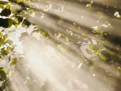 Summer Light: A 30-Min Yoga Nidra For Rest And Renewal
