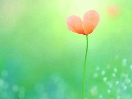 Summer Meadow Sound Session