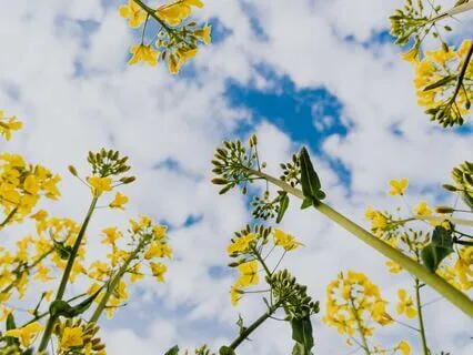 Summer Morning Affirmations