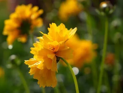 Summer Of The Soul : A Poem Of Inner Radiance & Expansion