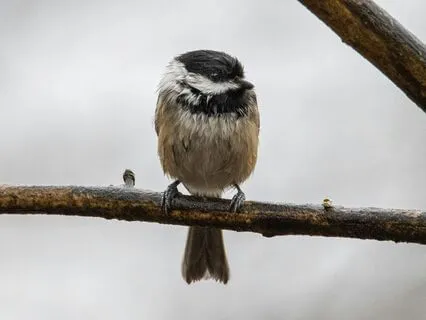Summer Rain for Sleep