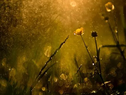 Summer's Soothing Shower - Delicate Harp