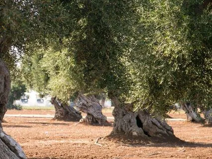 Summer Siesta In Tuscany: A Farmhouse Sound Escape
