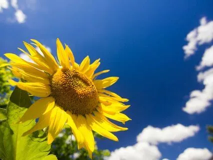 Summer Solstice - Aligned Radiance