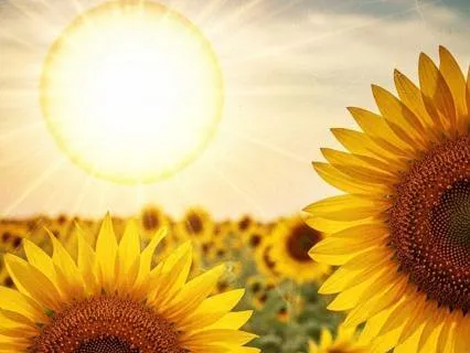 Summer Solstice: Celebrating Brightness