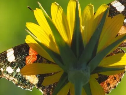 Summer Solstice - Fire In The Belly