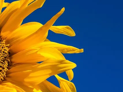 Summer Solstice : Golden Light, Living Dreams Meditation