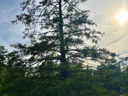 Summer Solstice Guided Visualization - Embodying The Light