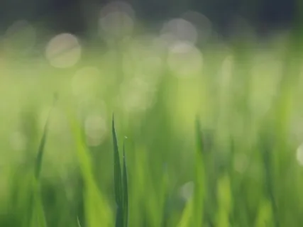 Summer Solstice Meditation