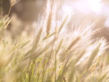 Summer Solstice Meditation For Litha