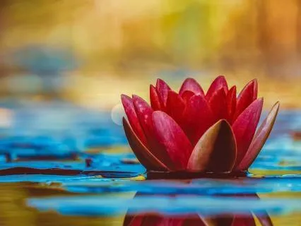 Summer Solstice Meditation Practice - Honouring The Light