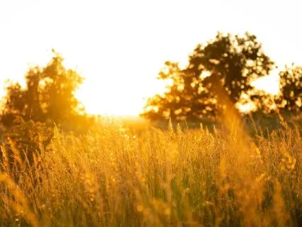 Summer Solstice Meditation: Step Into Your Light