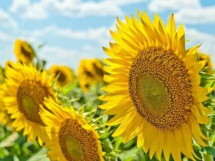 Summer Solstice Meditation