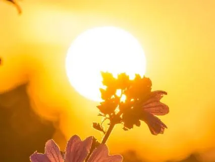 Summer Solstice Meditation