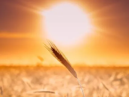 Summer Solstice Meditation