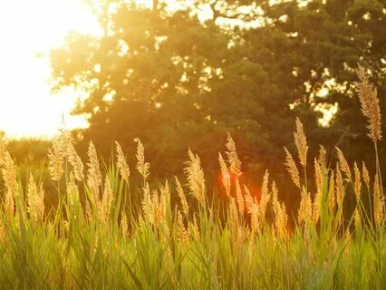 Summer Solstice Meditation