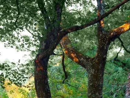 Summer Solstice Serenity Ambiance