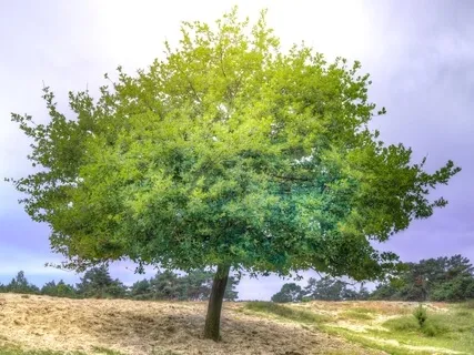 Summer Solstice/Litha Celebration