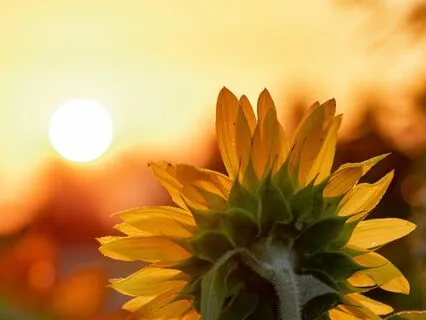 Summer Solstice Solar Plexus Shine Meditation (No Music)