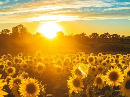 Summer Solstice Tarot/Oracle + Journaling